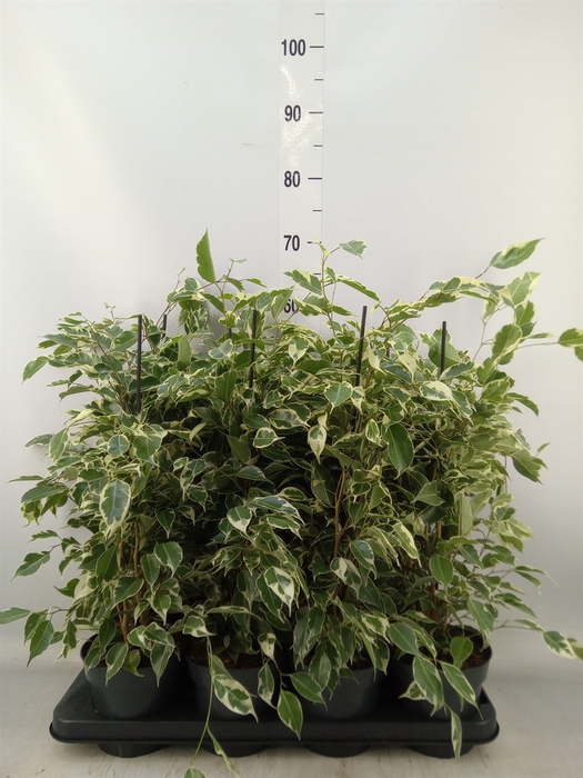 <h4>Ficus benja. 'Twilight'</h4>
