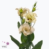 Lisianthus si falda apricot