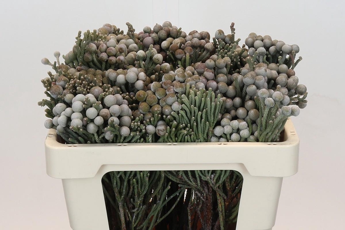 <h4>Kaaps Groen Silver Brunia</h4>