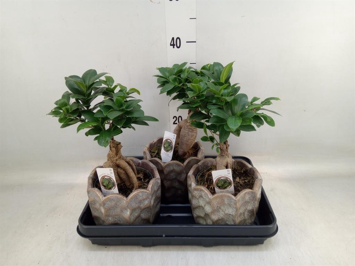 <h4>Ficus microcarpa 'Ginseng'</h4>