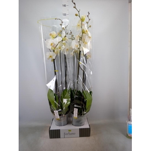 Phalaenopsis   ...white