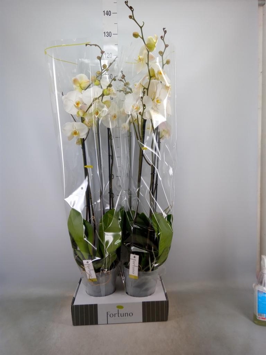 <h4>Phalaenopsis ...white</h4>