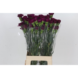 Dianthus St Yukari Violet