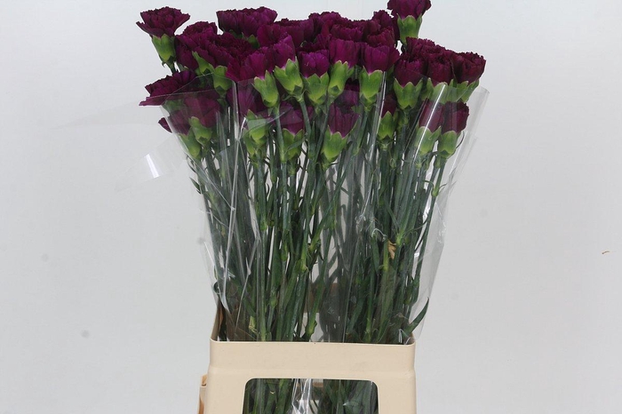 Dianthus St Yukari Violet