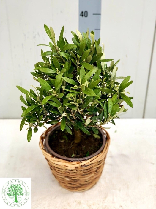 <h4>OLEA EUROPAEA</h4>