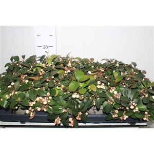 Gaulth Pr Ciao B White