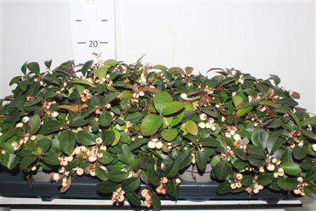 <h4>Gaulth Pr Ciao B White</h4>