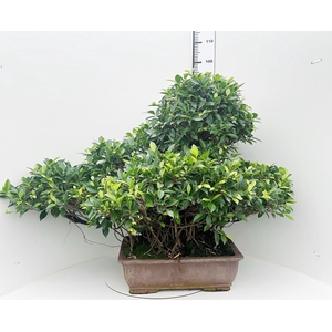 Ficus retusa, pot 50cm. Height 95cm.( single item)