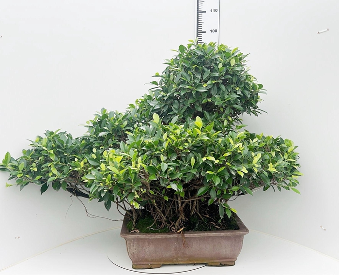 <h4>Ficus retusa, pot 50cm. Height 95cm.( single item)</h4>