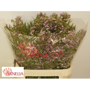 Chamelaucium Kerryn