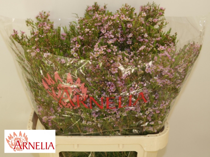 <h4>Chamelaucium Kerryn</h4>