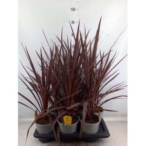Cordyline austr. 'Red Star'