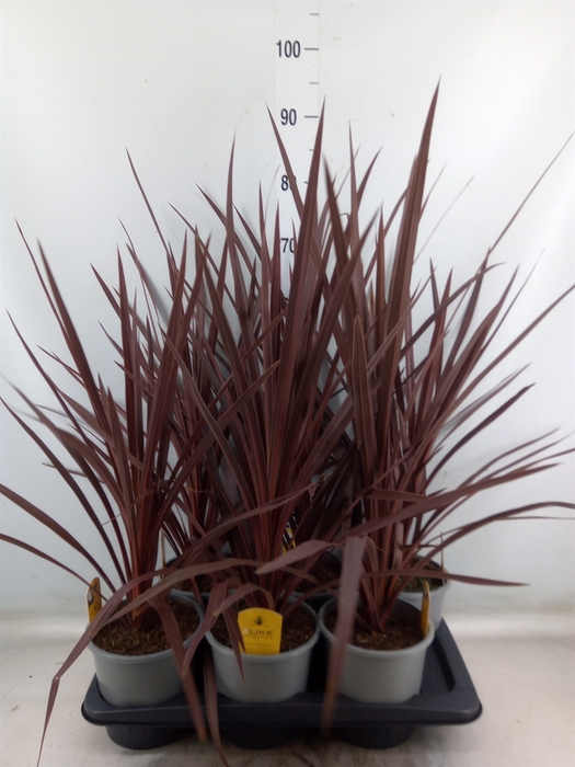 <h4>Cordyline austr. 'Red Star'</h4>