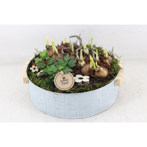 arr4 Narcis PL - Zink modern XL