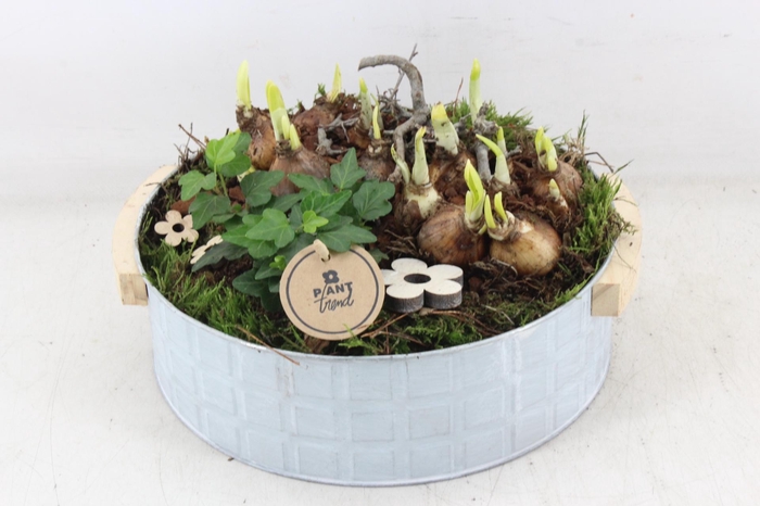 <h4>arr4 Narcis PL - Zink modern XL</h4>