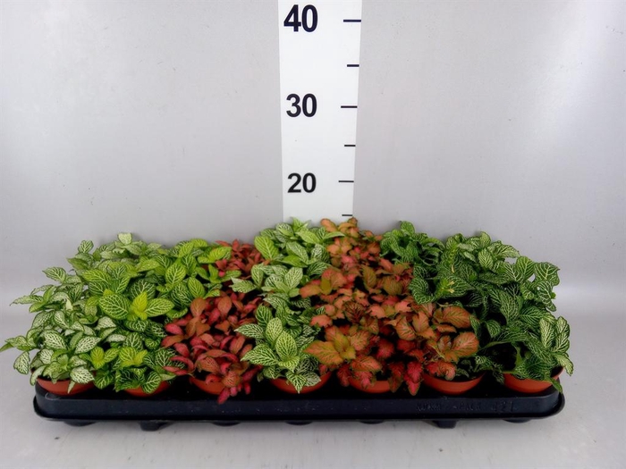 <h4>Fittonia   ...mix 7</h4>