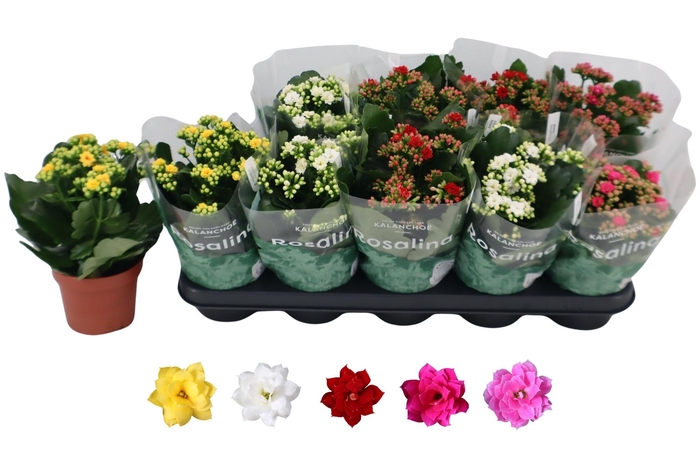 <h4>KAL GE RO GEM 5 KL</h4>