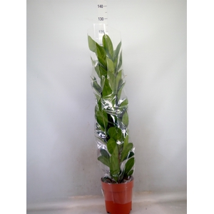 Ficus cyathistipula