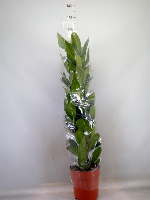 <h4>Ficus cyathistipula</h4>