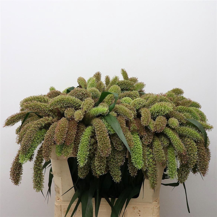 <h4>Setaria italica</h4>