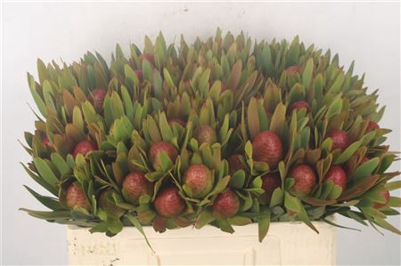 Leucad Ayoba Sky Ex Nut