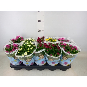 Chrysanthemum   ..rosebud mix