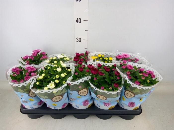 <h4>Chrysanthemum   ..rosebud mix</h4>