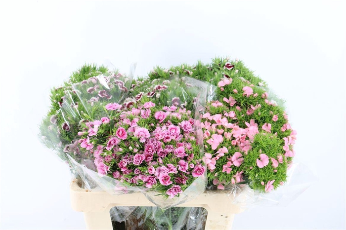 <h4>Di Barb Mixed</h4>