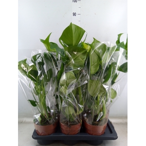 Monstera delic.