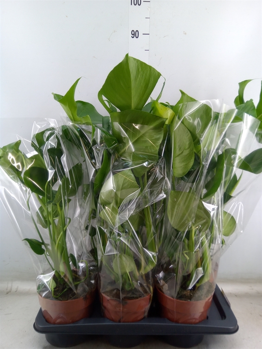 <h4>Monstera delic.</h4>