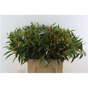 Euca Exoticabes Zuid Afrika 60cm