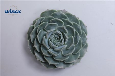 <h4>Echeveria Haylina Cutflower Wincx-5cm</h4>