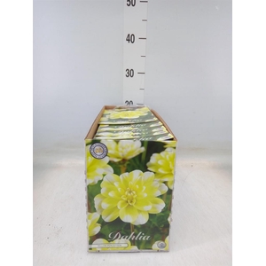 Dahlia   ...flowerbulbs