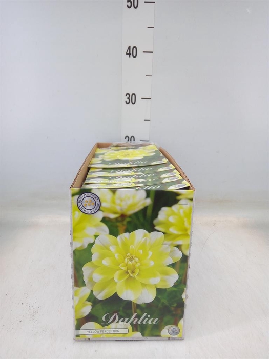 <h4>Dahlia   ...flowerbulbs</h4>