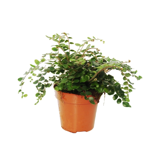 <h4>Pellaea Rotundifolia (Dubbeltjesvaren)</h4>