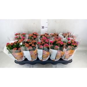 Kalanchoe blos. 'RosDon Victorio'