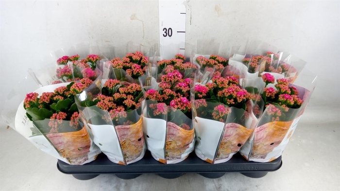 <h4>Kalanchoe blos. 'RosDon Victorio'</h4>