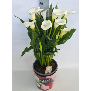 Zantedeschia 19cm potcover Roze - Wit