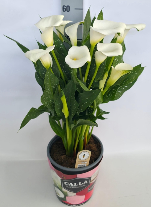 <h4>Zantedeschia 19cm potcover Roze - Wit</h4>