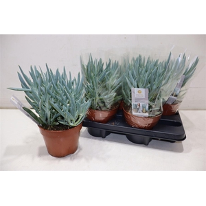 Curio Fic Mt Everest