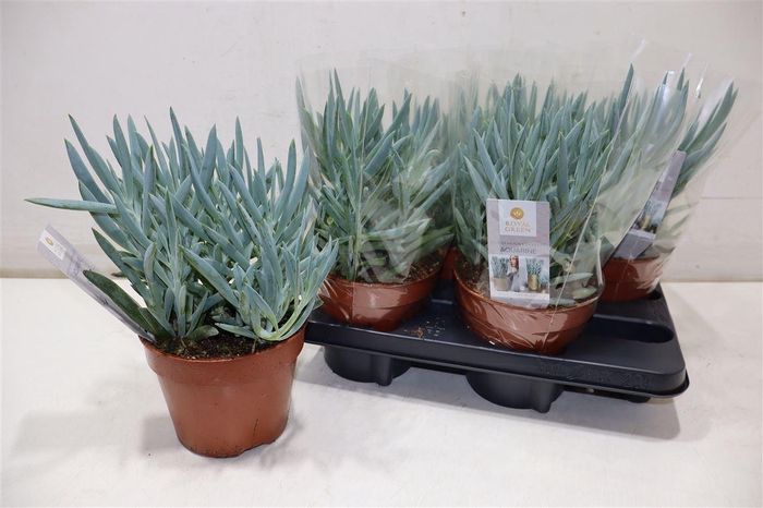 <h4>Curio Fic Mt Everest</h4>