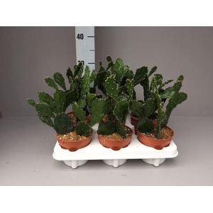 Opuntia
