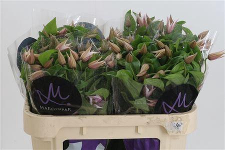 <h4>Clematis Amazing Kansas White</h4>