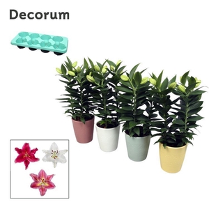 Lilium Oriental 3pp keramiek LINO