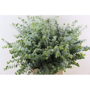 Euca Baby Blue Short 150gr P Bunch