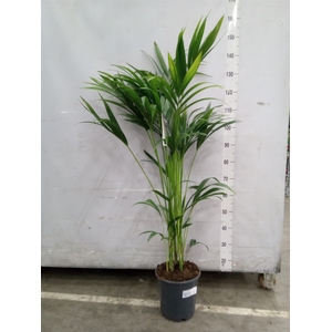 Howea forsteriana