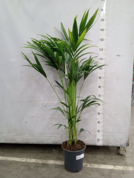 <h4>Howea forsteriana</h4>