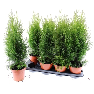 Thuja Smaragd