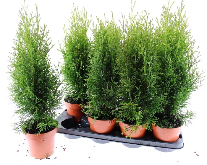 <h4>Thuja Smaragd</h4>