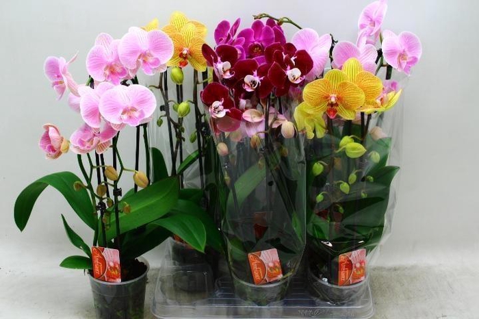 <h4>PHAL EL CASCADE</h4>